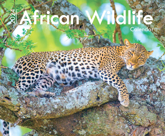 African Wildlife A4 Wall Calendar 2024