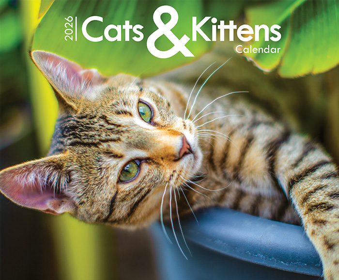 Cats & Kittens A4 Wall Calendar 2026