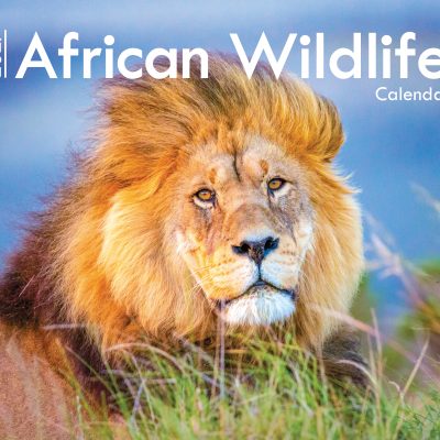 African Wildlife A4 Wall Calendar 2027