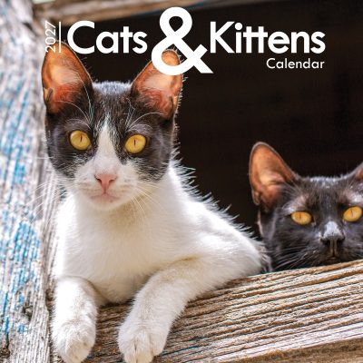 Cats & Kittens A4 Wall Calendar 2027