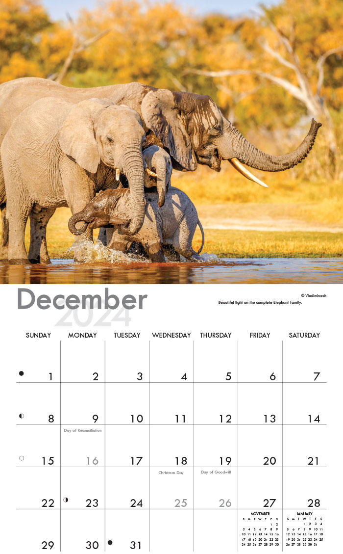 African Wildlife A4 Wall Calendar 2024 | Calendar Shop