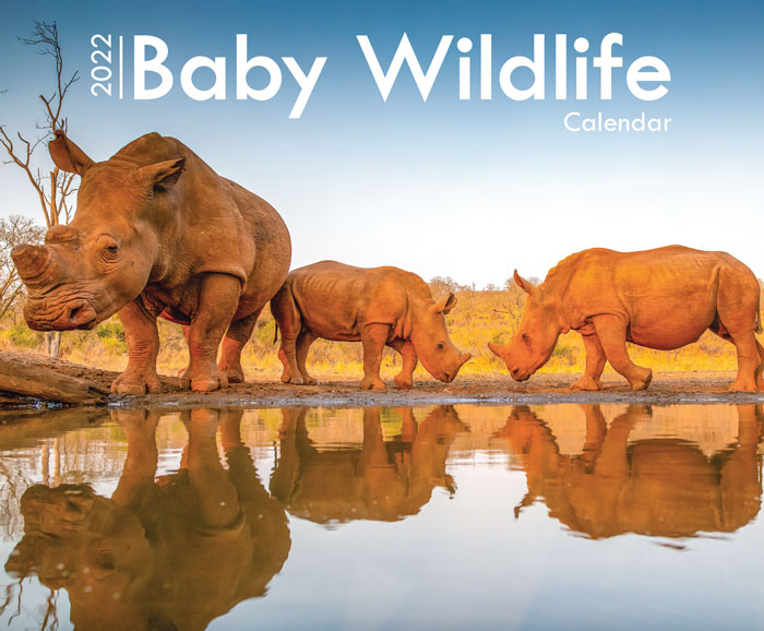 Baby Wildlife A4 Wall Calendar 2022
