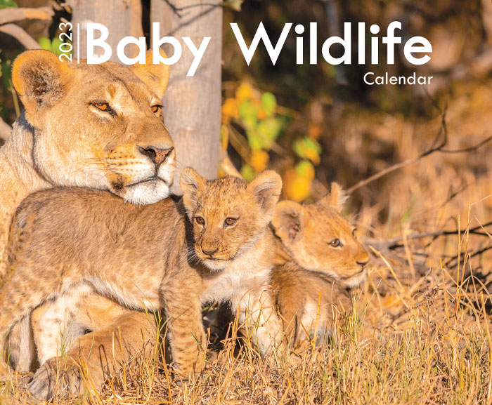 Baby Wildlife A4 Wall Calendar 2023