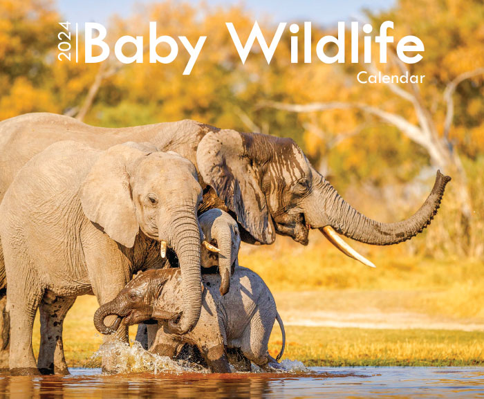 Baby Wildlife A4 Wall Calendar 2024