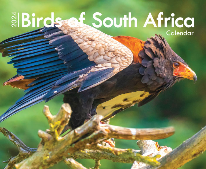 Birds of South Africa A4 Wall Calendar 2024