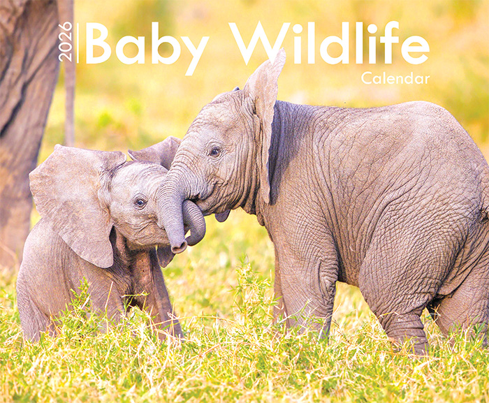 Baby Wildlife A4 Wall Calendar 2026