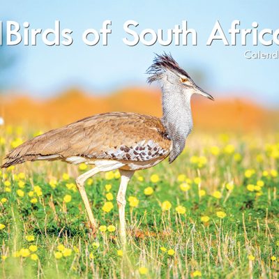 Birds of South Africa A4 Wall Calendar 2026