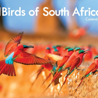 Birds of South Africa A4 Wall Calendar 2027